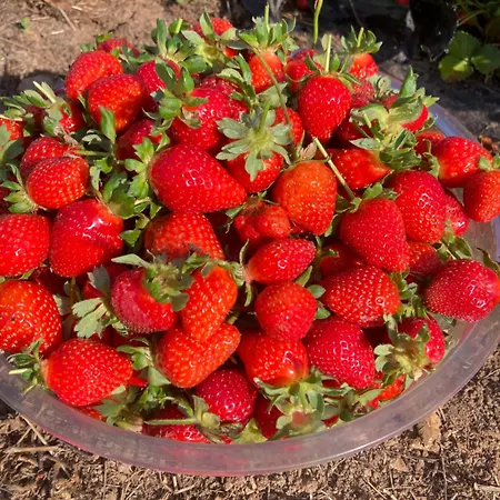 Alloggio per agriturismo Agriturismo Sa Mandria Castiadas
